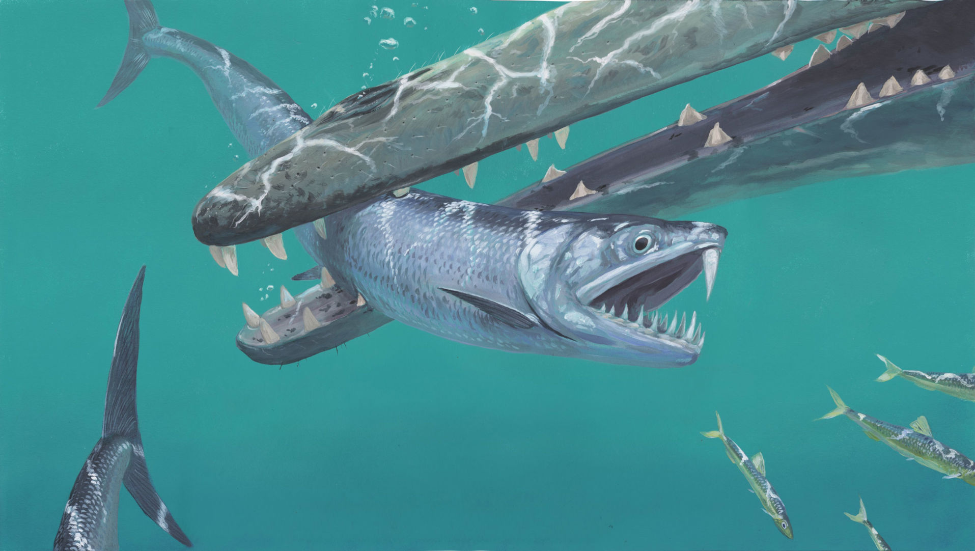 Saber-toothed anchovies